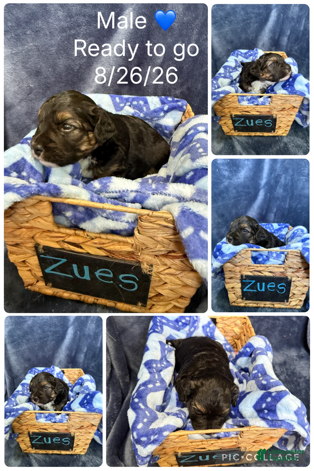 Mixed Breed dogs for sale: Zues - Ad 1