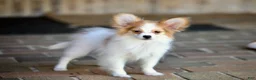 Papillon dogs for sale: Nerf - Ad 16