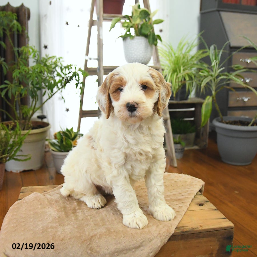 Bernedoodle dogs Lucky - Ad 1