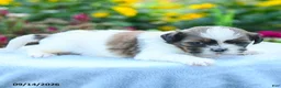 Shih Tzu dogs for sale: Miles - Ad 3