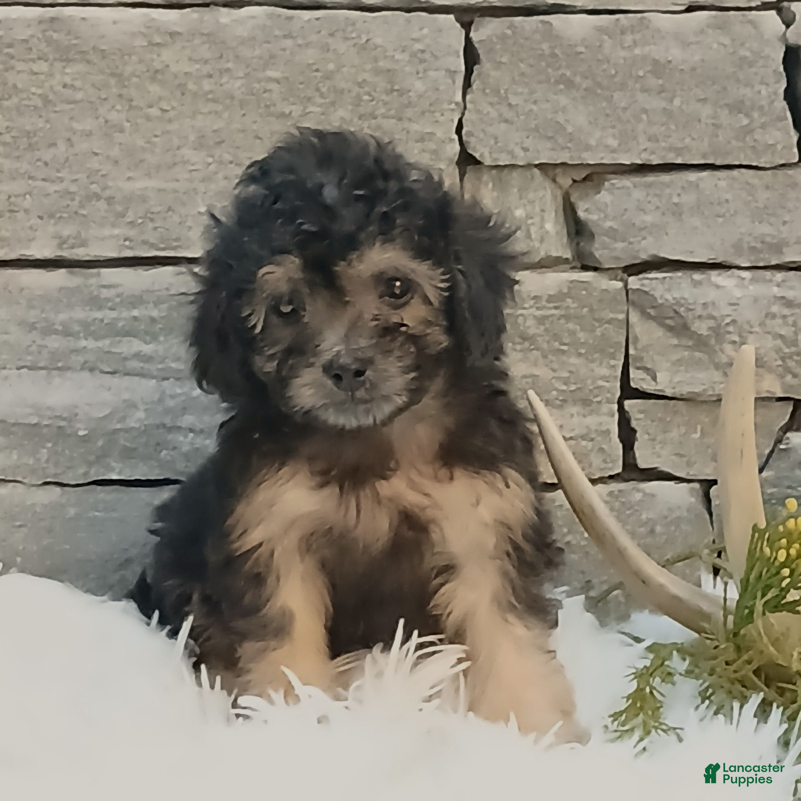 Miniature Poodle dogs Penny  - Ad 38