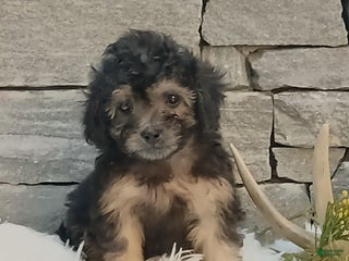 Miniature Poodle dogs for sale: Penny - Ad 3