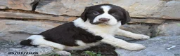 English Springer Spaniel dogs for sale: Sprinkles - Ad 1