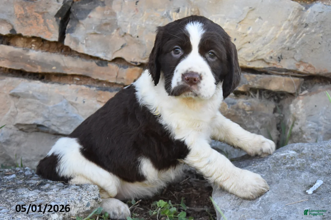 English Springer Spaniel dogs for sale: Sprinkles - Ad 1