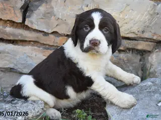 English Springer Spaniel dogs for sale: Sprinkles - Ad 3