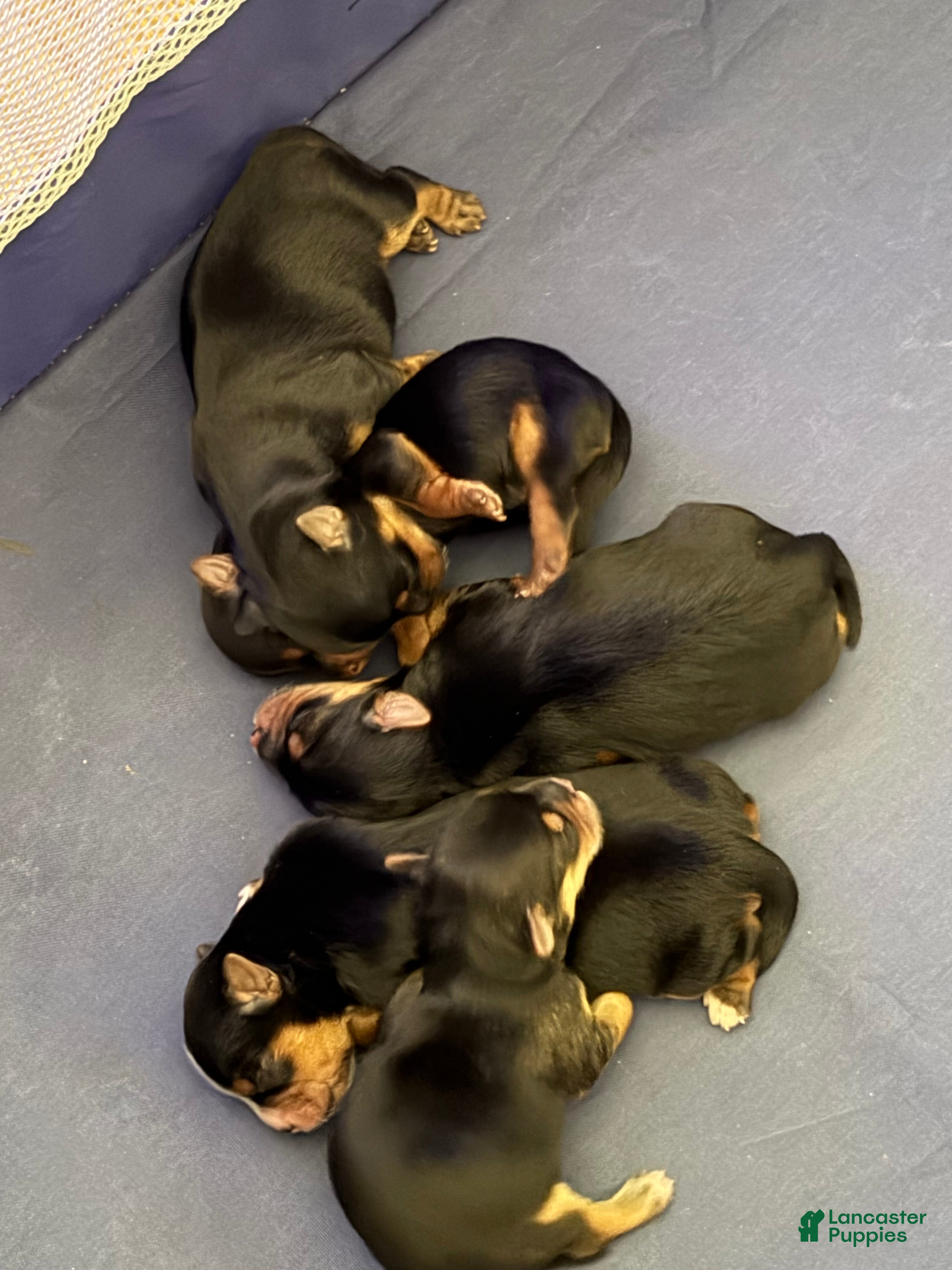Yorkshire Terrier dogs Yorkshire Terrier Puppy 1 - Ad 24
