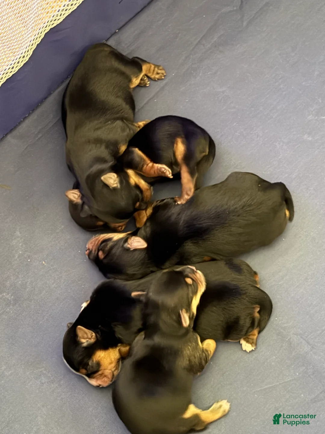 Yorkshire Terrier dogs for sale: Yorkshire Terrier Puppy 1 - Ad 1