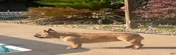 French Bulldog dogs for sale: French Bulldog Puppy 1 - Ad 6
