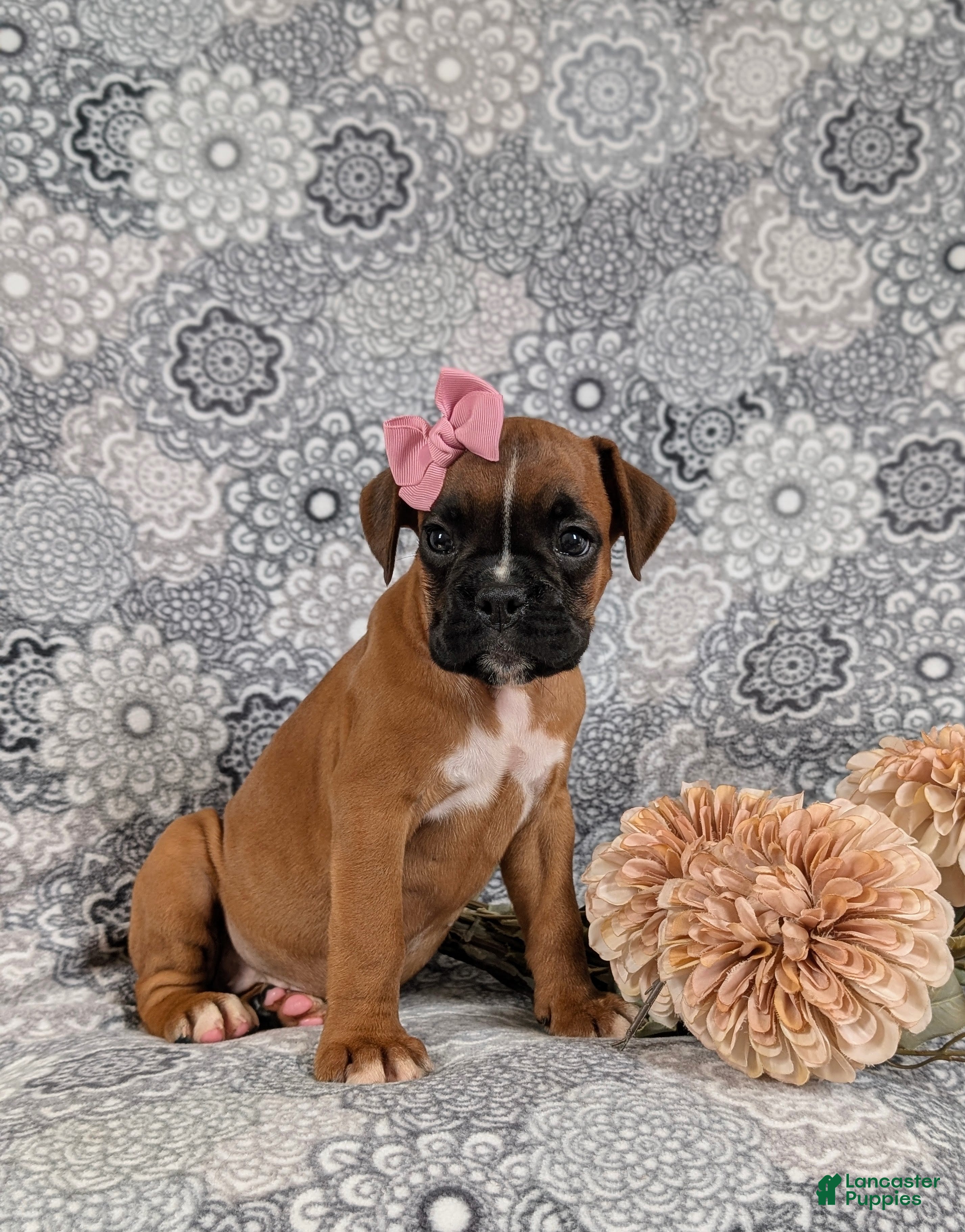 Boxer dogs Raina - Ad 1
