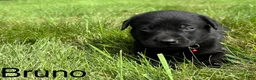 Labrador Retriever dogs for sale: Bruno - Ad 6