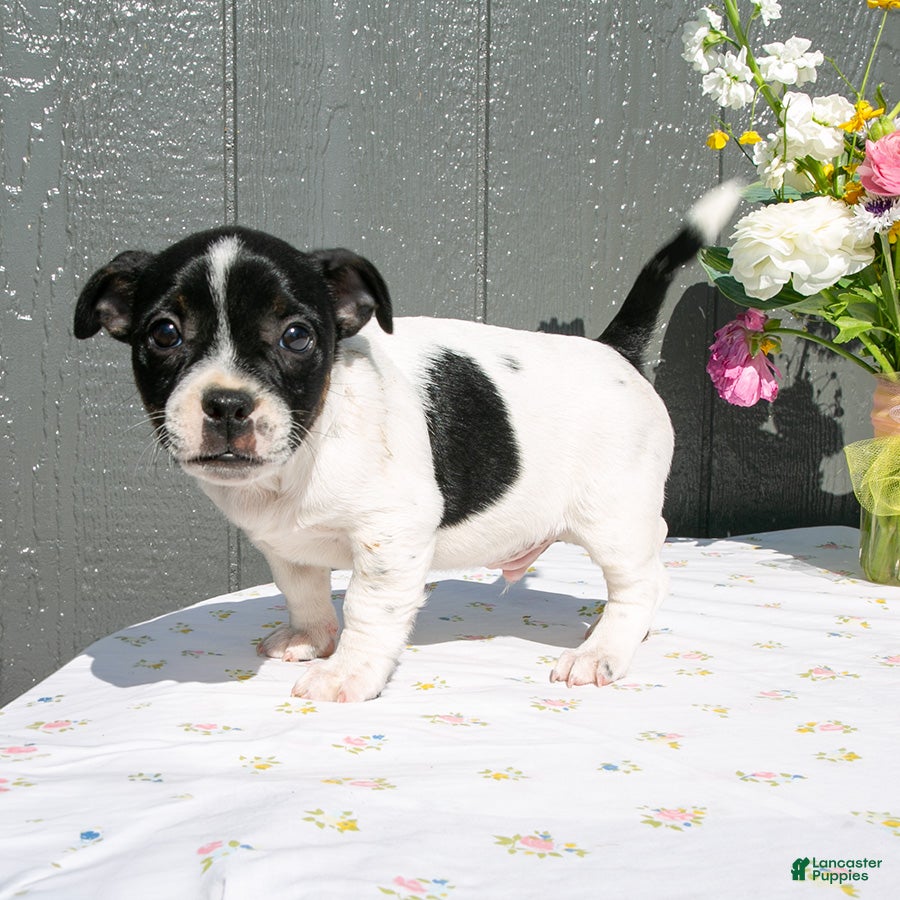 Mixed Breed dogs for sale: Oscar - Ad 4