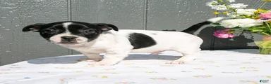Oscar