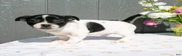 Mixed Breed dogs for sale: Oscar - Ad 1