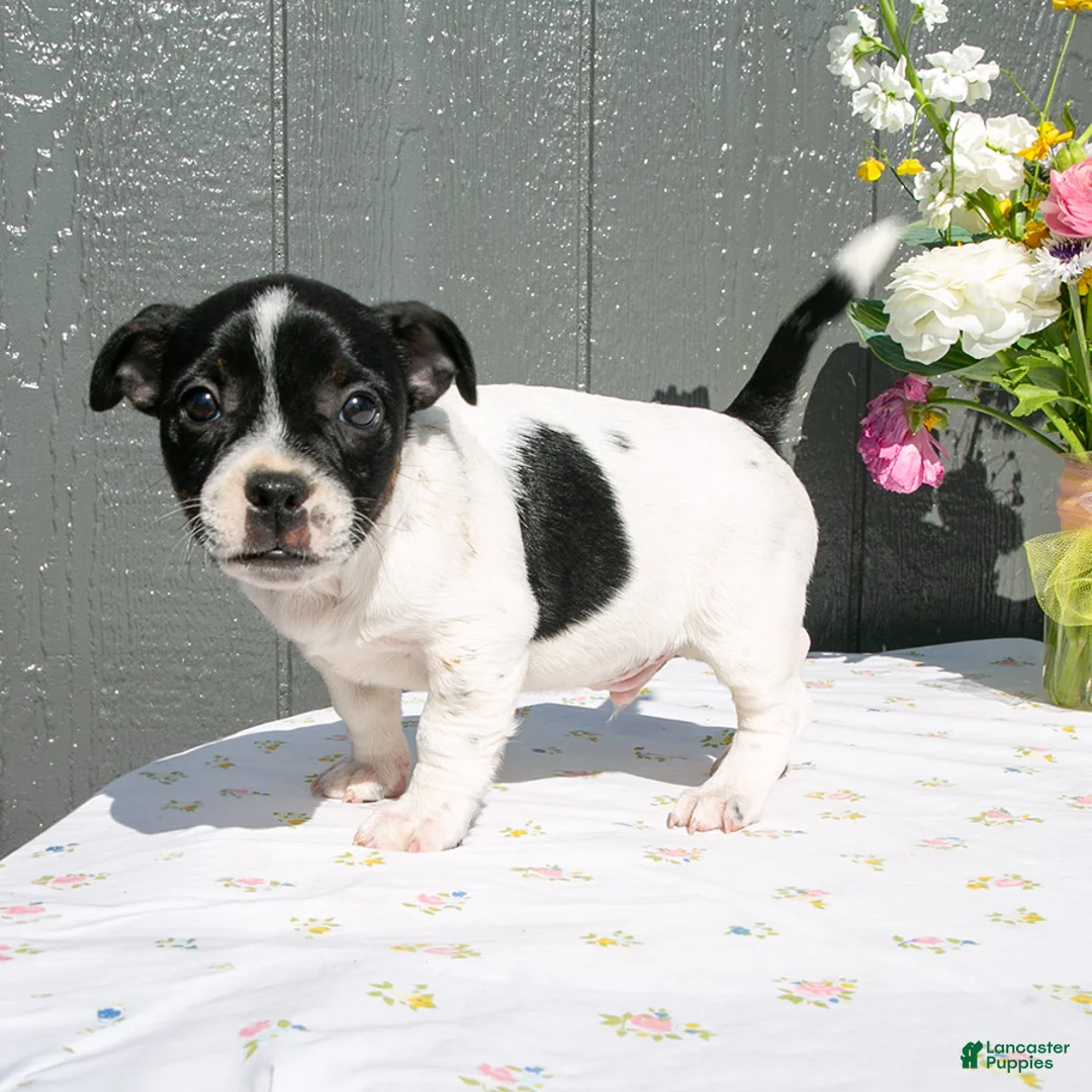 Mixed Breed dogs for sale: Oscar - Ad 1