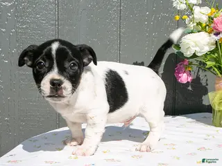 Mixed Breed dogs for sale: Oscar - Ad 4