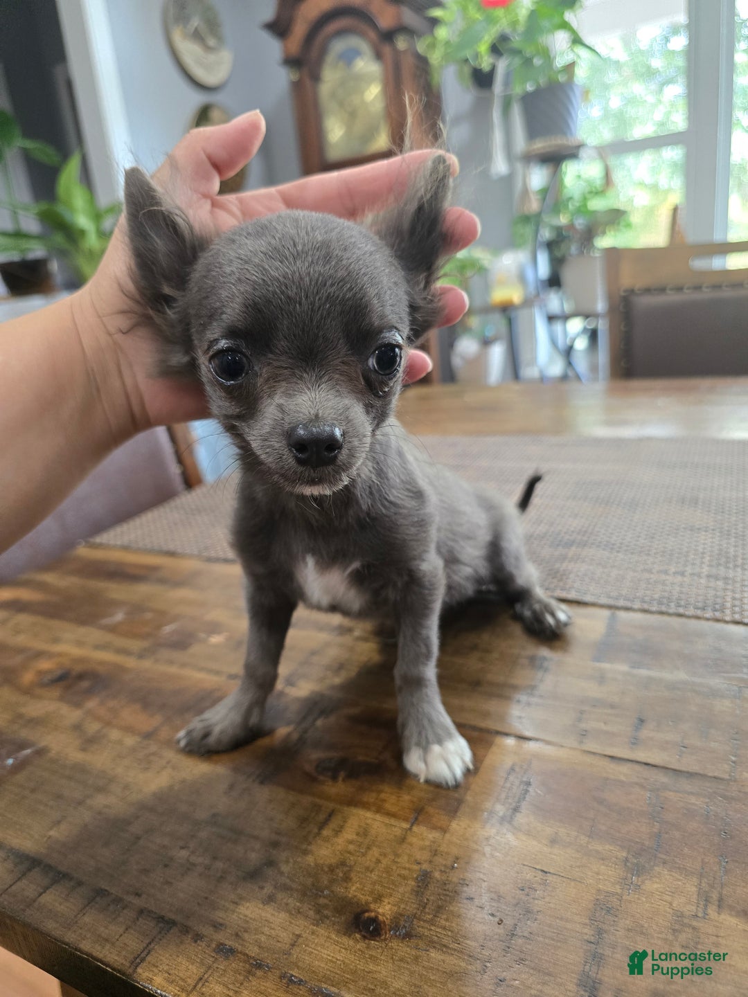 Chihuahua dogs for sale: Rosco - Ad 1