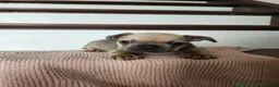 French Bulldog dogs for sale: Delilah - Ad 2