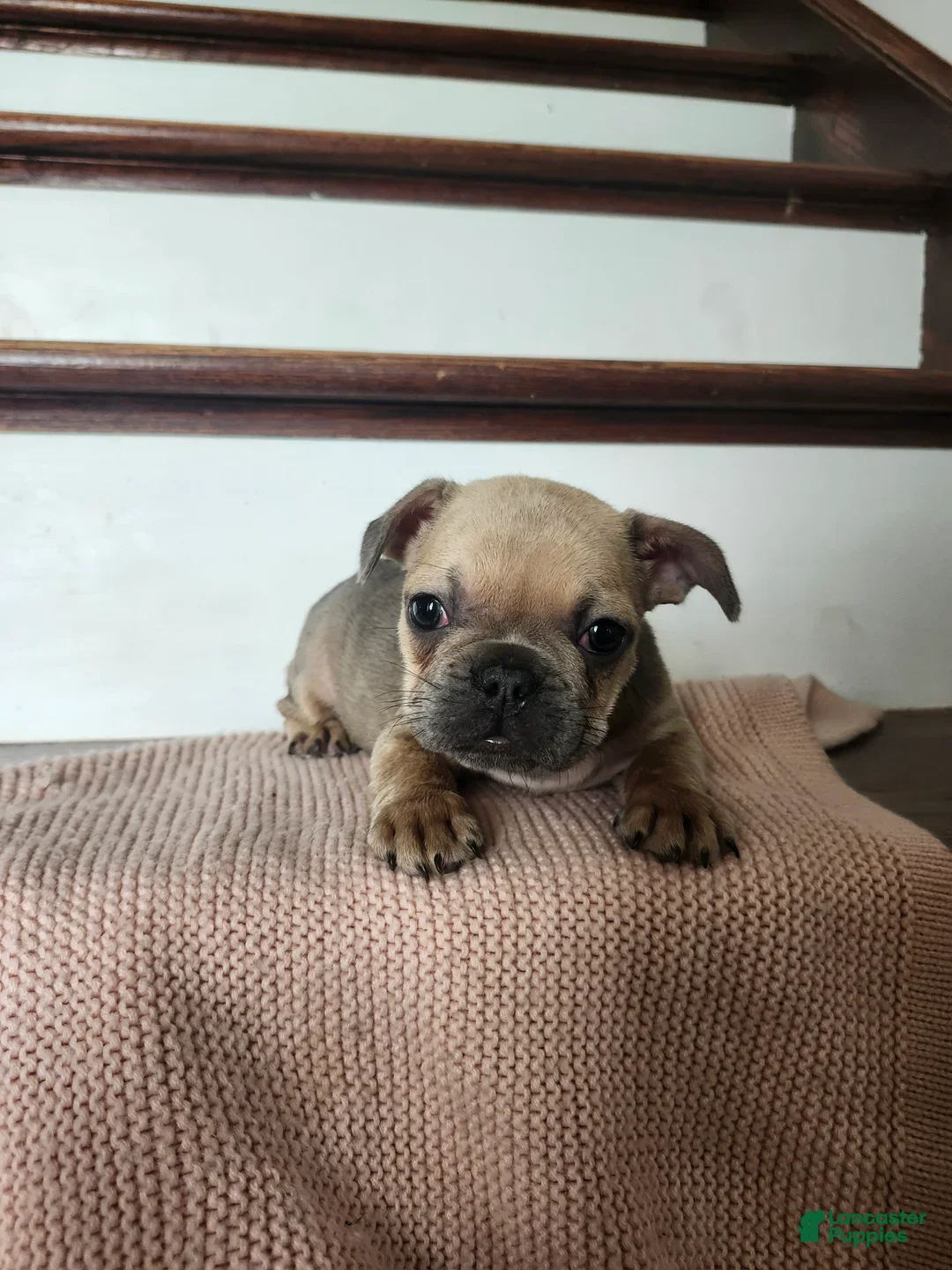 French Bulldog dogs for sale: Delilah - Ad 2
