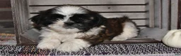 Shih Tzu dogs for sale: Gilbert - Ad 9