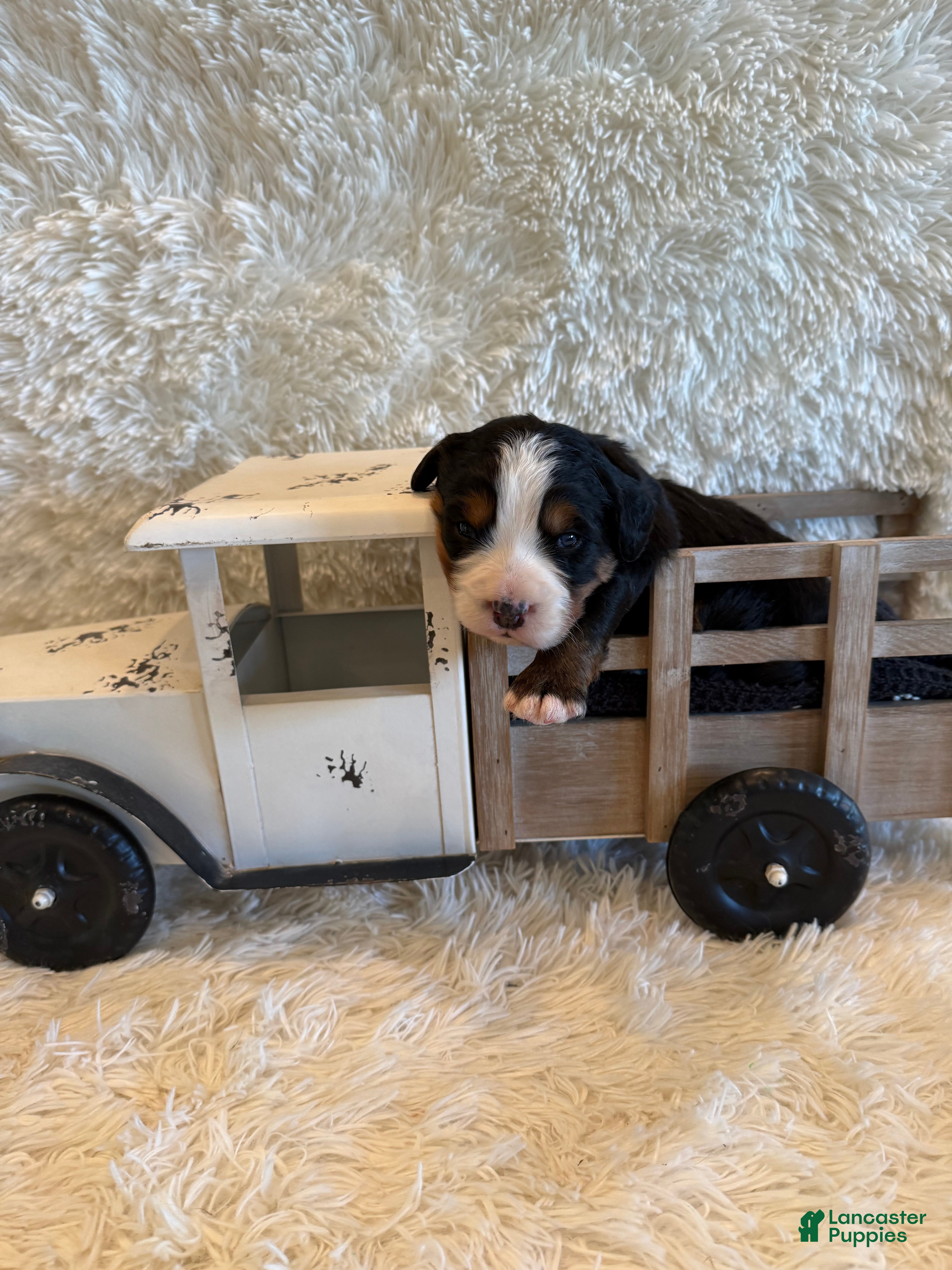 Bernese Mountain Dog dogs Hannah - Ad 19
