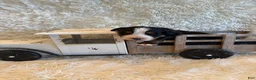 Bernese Mountain Dog dogs for sale: Hannah - Ad 18