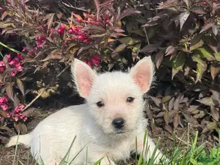 West Highland Terrier dogs Waylon - Ad 27