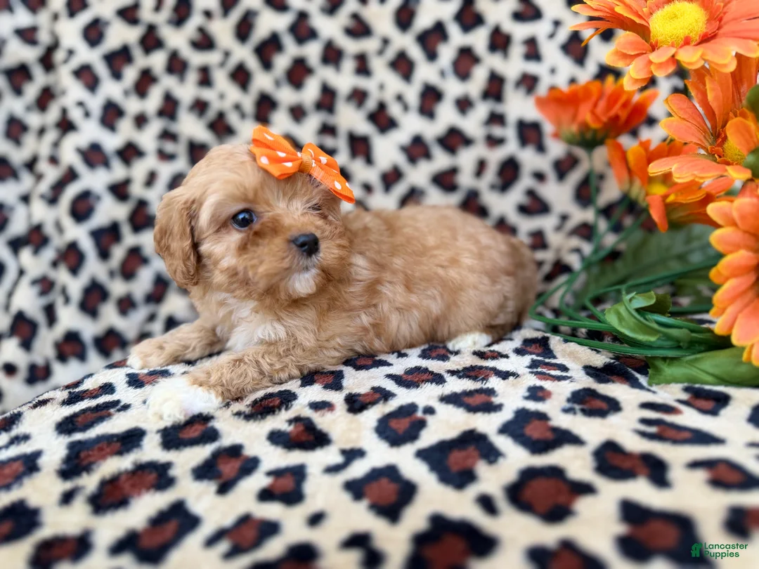 Cavapoo dogs for sale: Sissy - Ad 2