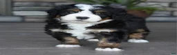 Mini Bernedoodle dogs for sale: Jodie - Ad 3