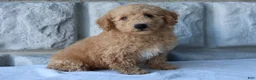 Bichpoo dogs for sale: Milo - Ad 4