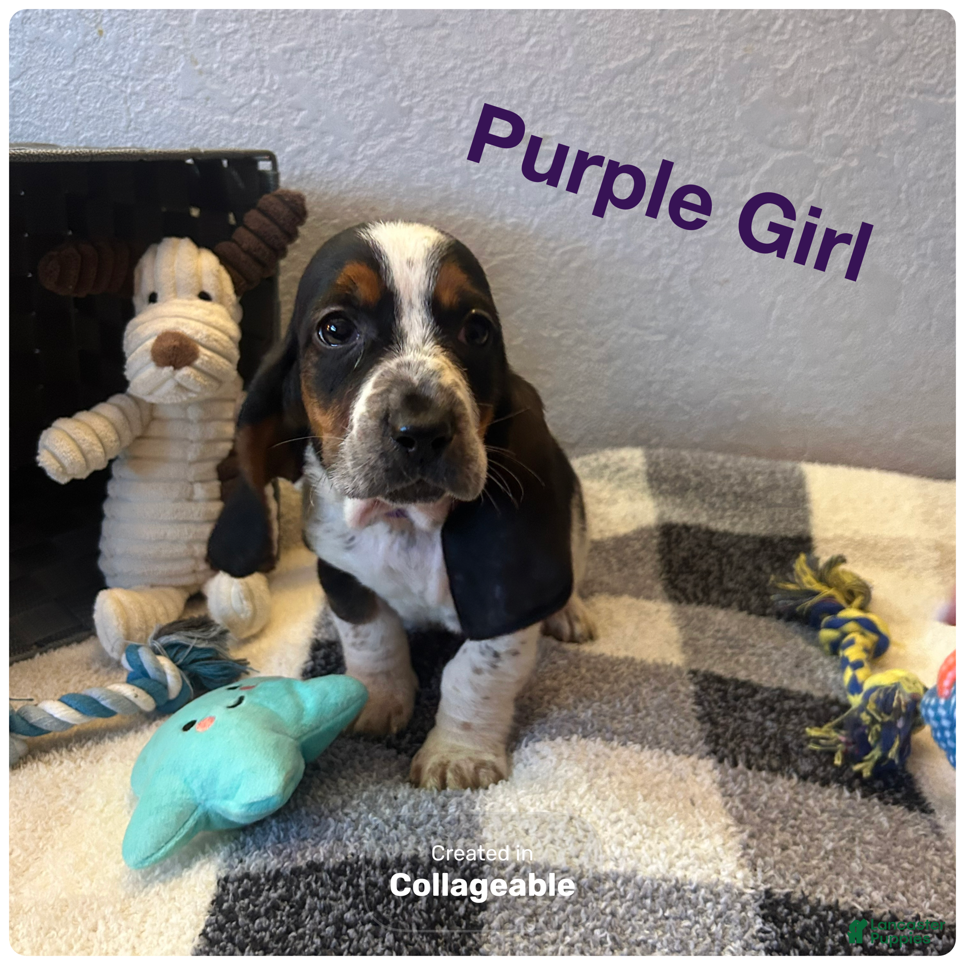 Basset Hound dogs Basset Hound Puppy 2 - Ad 28