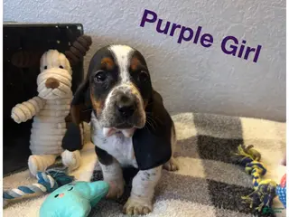 Basset Hound dogs Basset Hound Puppy 2 - Ad 28