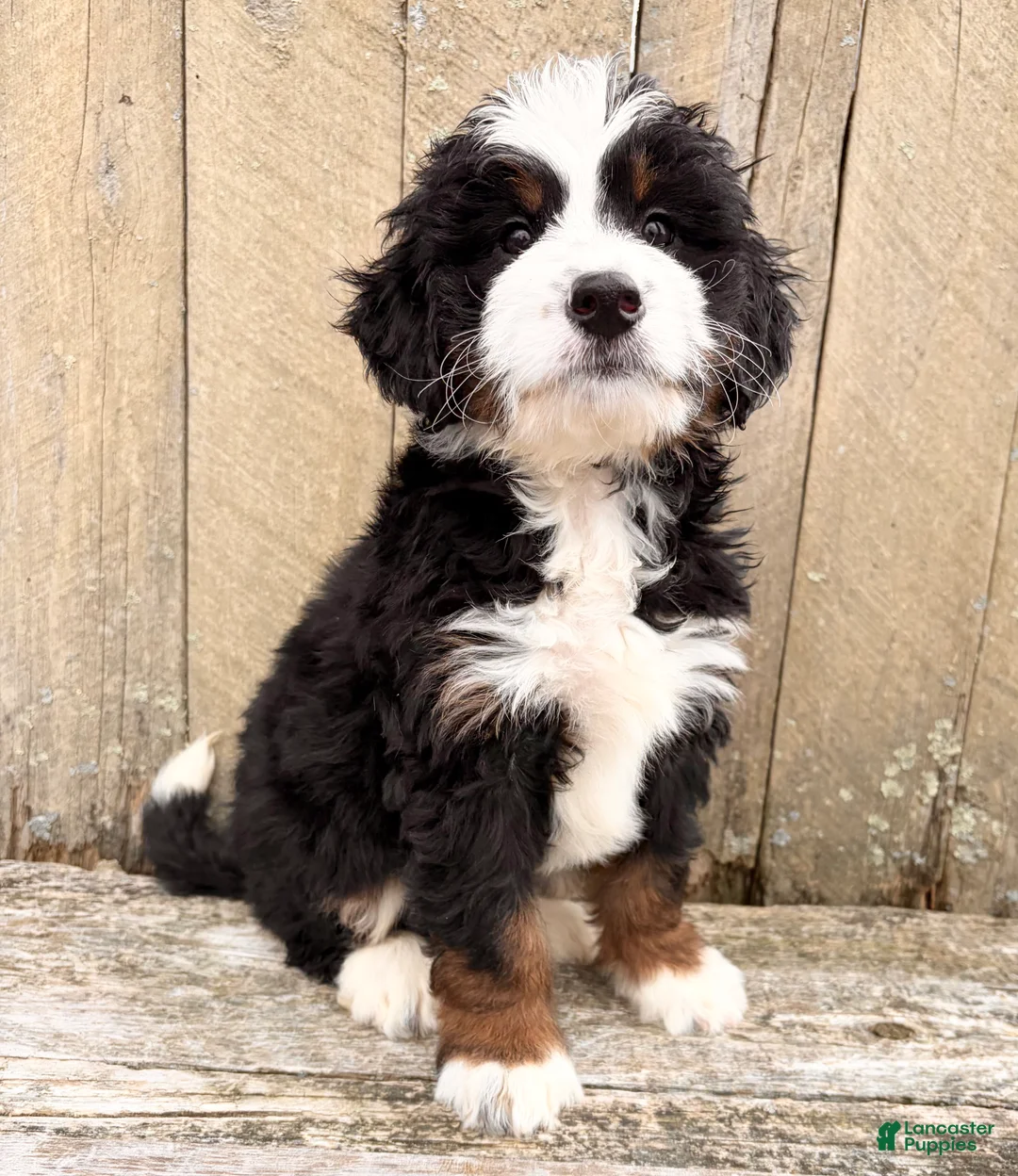 Mini Bernedoodle dogs for sale: 💛IN BOSTON MASSACHUSETTS AREA💛MINI BERNEDOODLE💛 - Ad 7