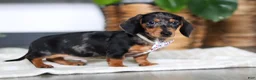 Miniature Dachshund dogs for sale: Anson - Ad 4