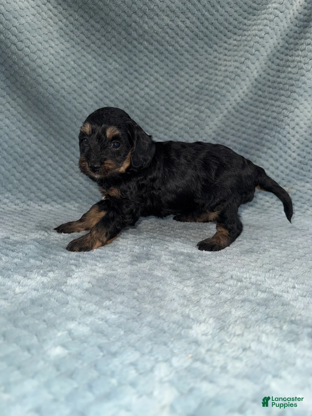 Cavapoo dogs for sale: Cavapoo Puppy 6 - Ad 5