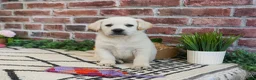 Labrador Retriever dogs for sale: Wanda  - Ad 4