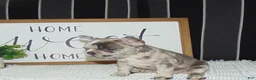 French Bulldog dogs for sale: Twinkle - Ad 9