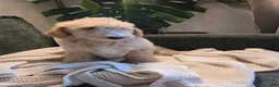 Labradoodle dogs for sale: Frappe - Yellow collar - Ad 4