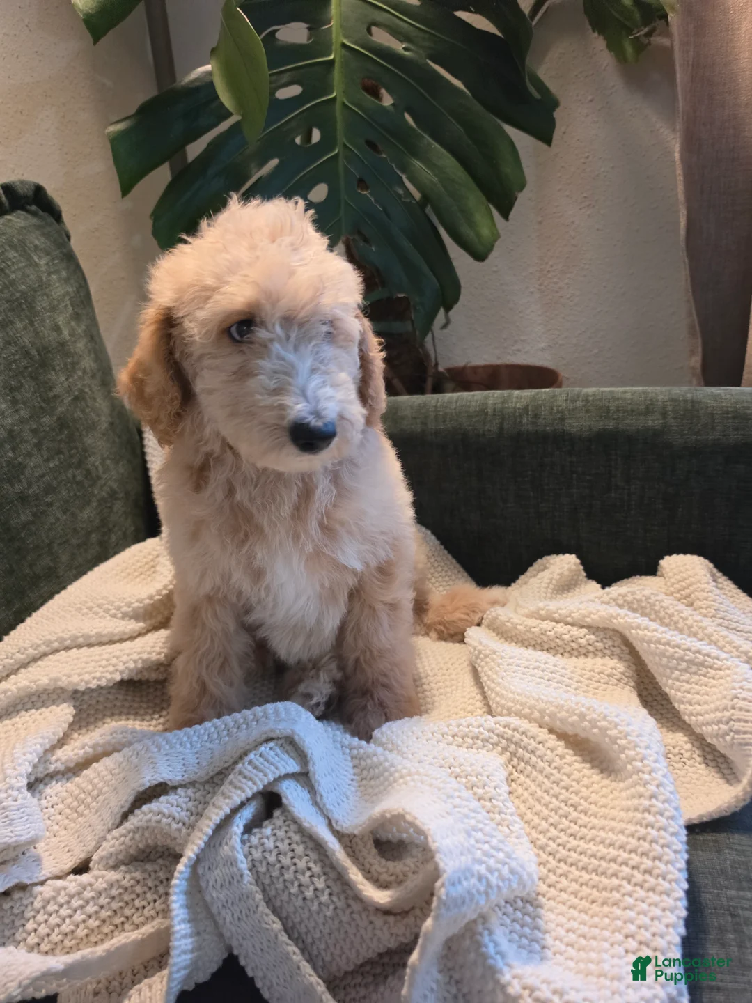 Labradoodle dogs for sale: Frappe - Yellow collar - Ad 4