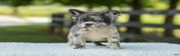 French Bulldog dogs for sale: Kendra - Ad 3