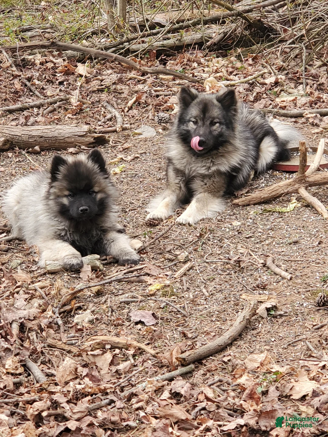 Gallery Image {{count}}