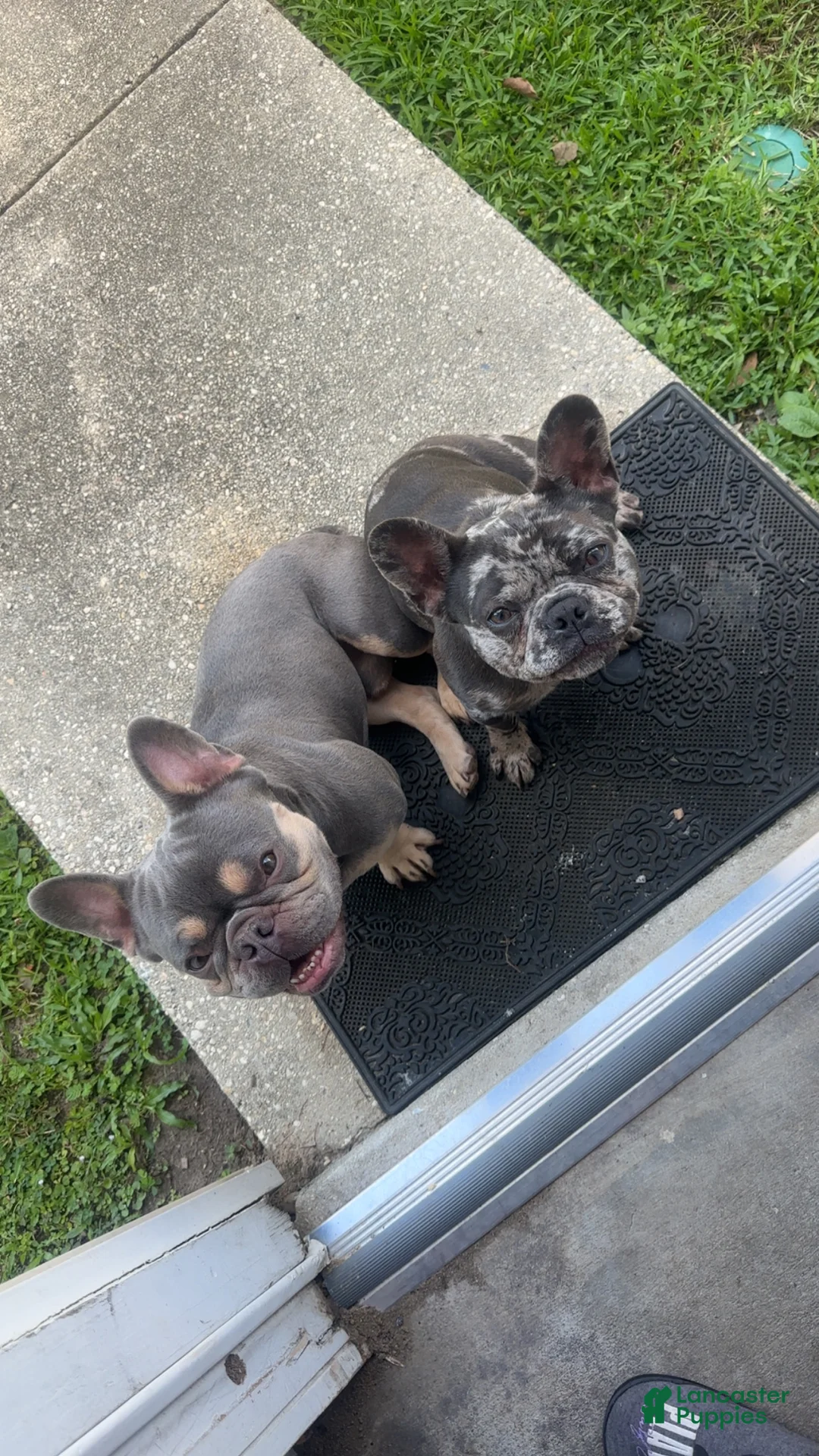 French Bulldog dogs for sale: French Bulldog Puppy 3 - Ad 2