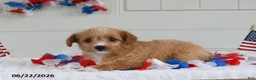 Toy Poodle dogs for sale: Sofia - Ad 4