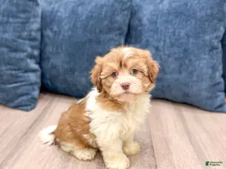 Havanese dogs Jewel - Ad 1