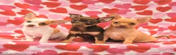 Chihuahua dogs for sale: Lily - Ad 5