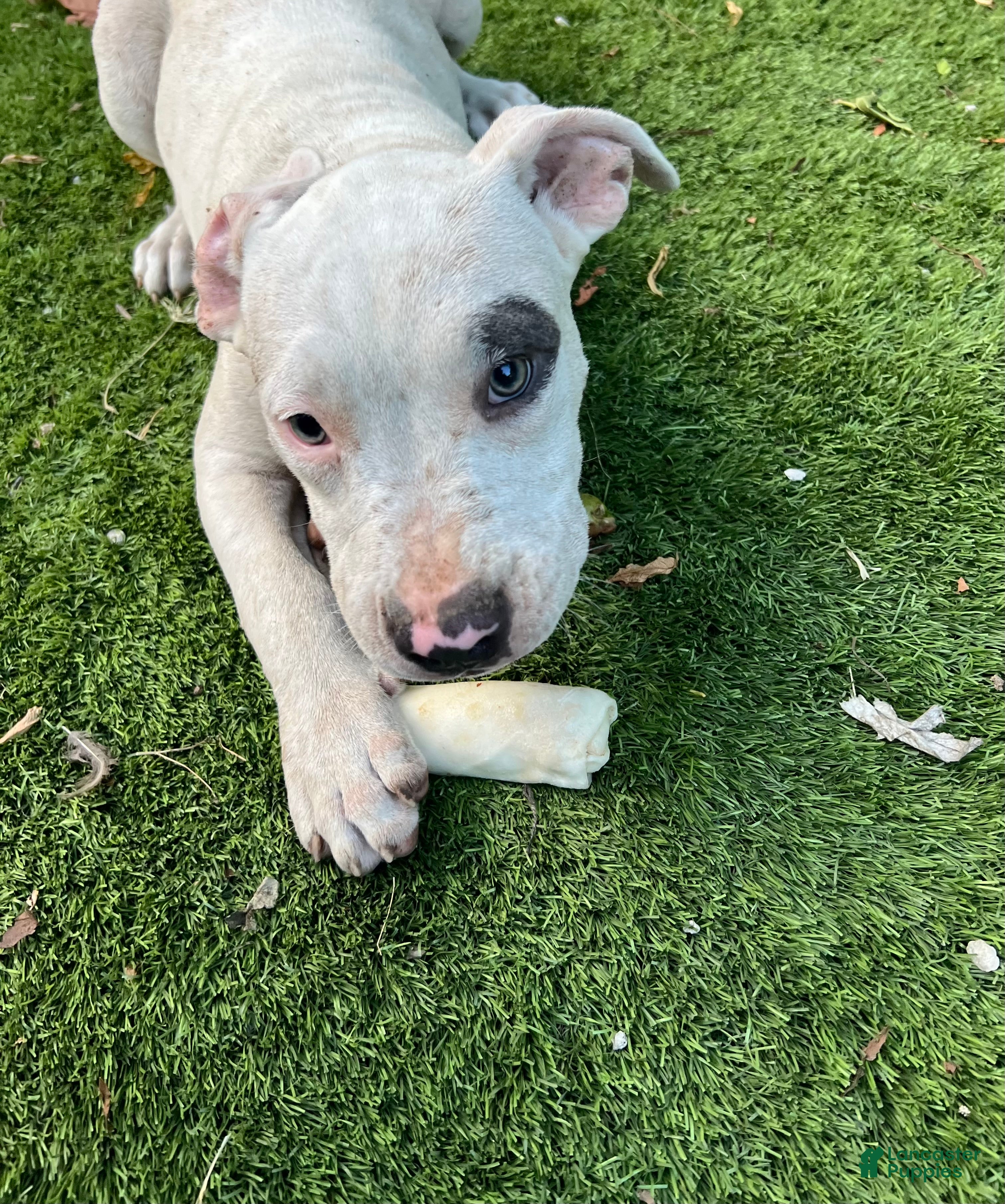 American Bully dogs American Bully 1 - Ad 16