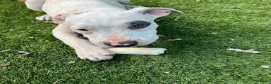 American Bully 1
