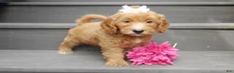 Mini Goldendoodle dogs for sale: Ginger - Ad 3