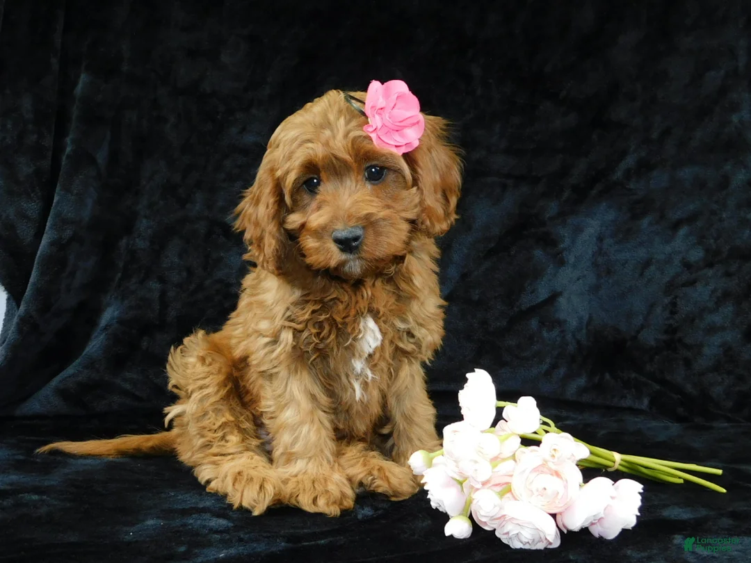 Cavapoo dogs for sale: Princess - Ad 7