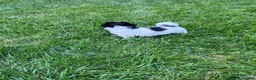 Havapoo dogs for sale: Buddy - Ad 4