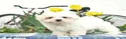 Maltese dogs for sale: Sugar - Ad 4